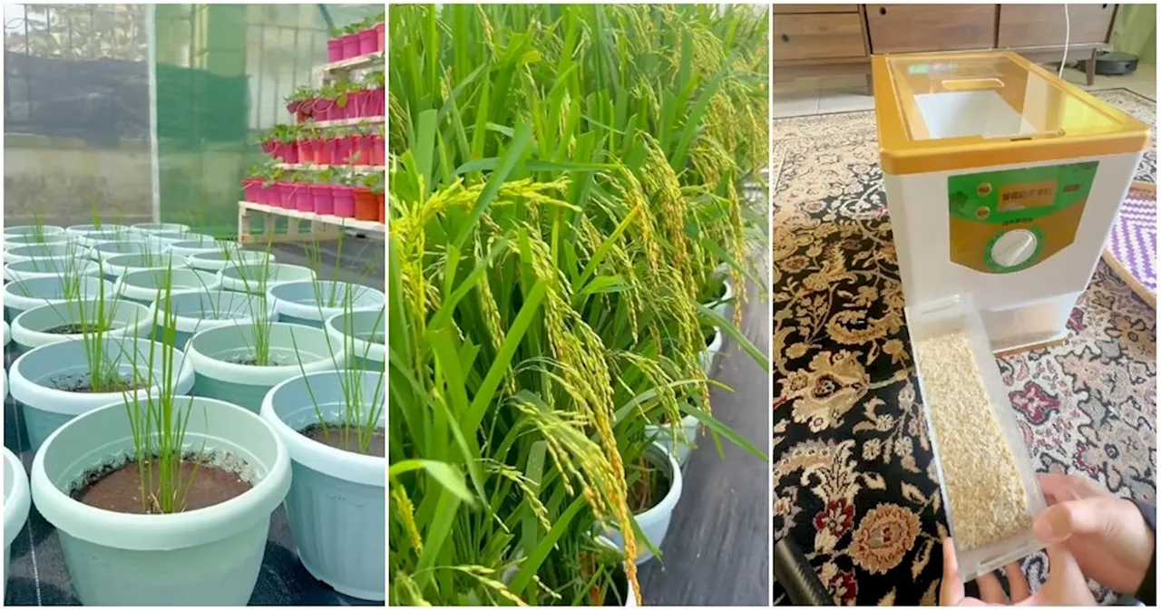 Housewife From Seremban Grows Paddy in Gardening Pots, Harvests 3kg of Rice From Crops