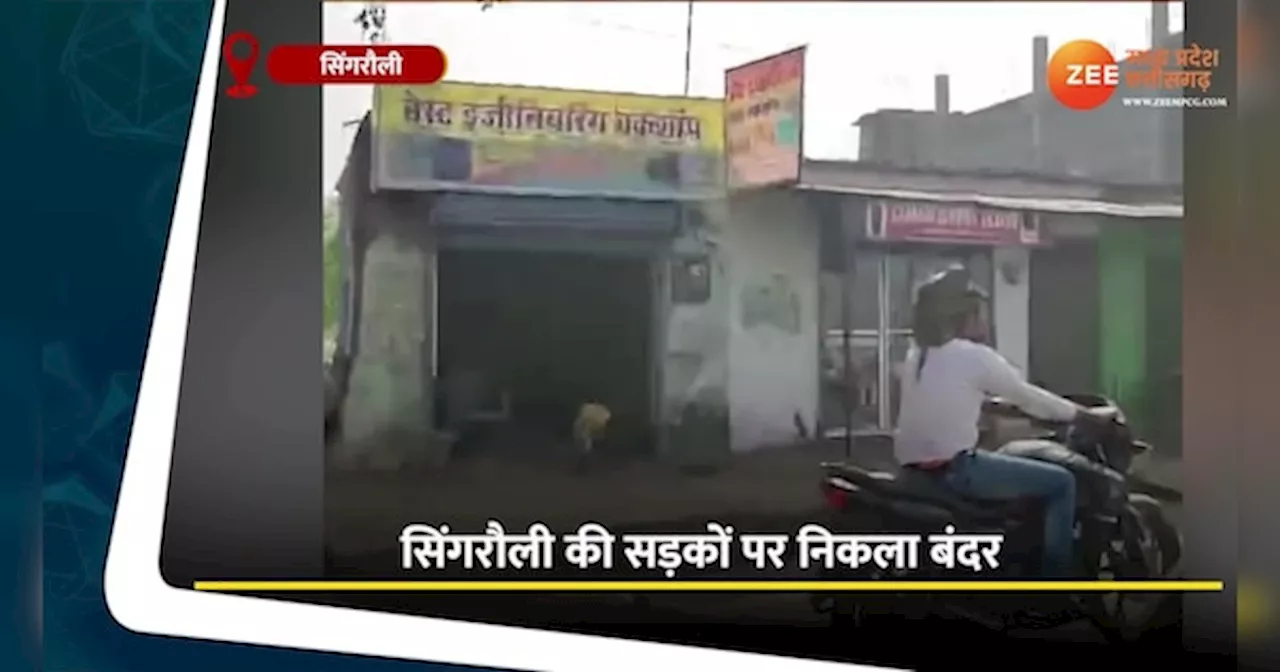 VIDEO: सैर पर निकला बंदर, बाइक पर देख हैरान हुए लोग