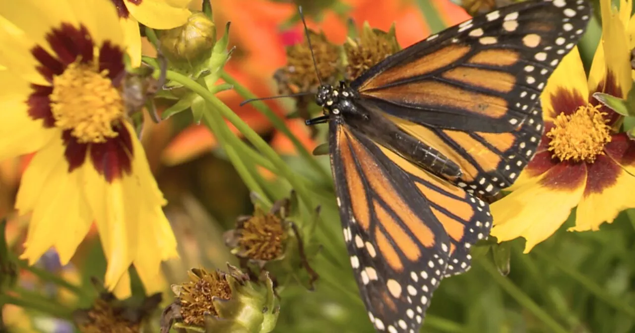 Butterfly wonderland with a purpose at San Diego County Fair