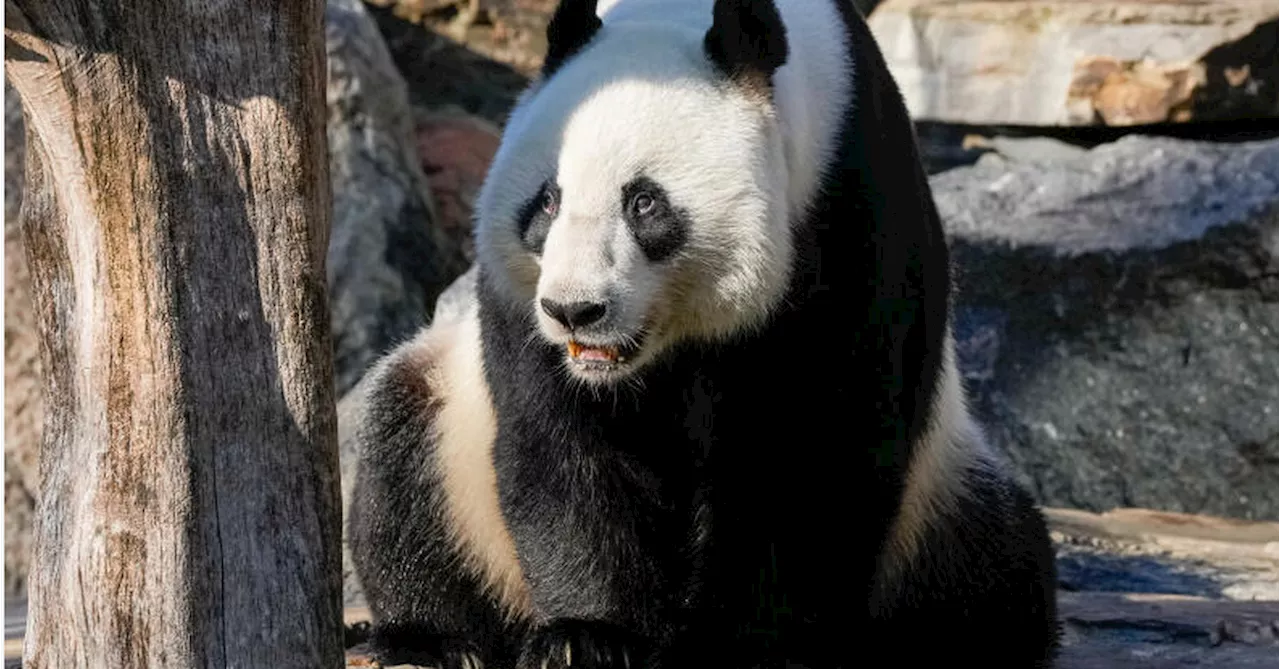 'Panda swap' confirmed for Australian zoo as Chinese premier says relations 'back on track'