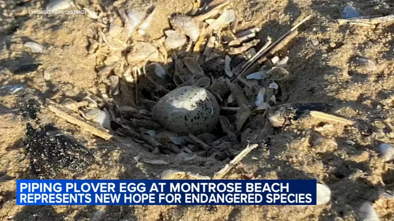 3 more piping plover bird eggs laid at Chicago's Montrose Beach