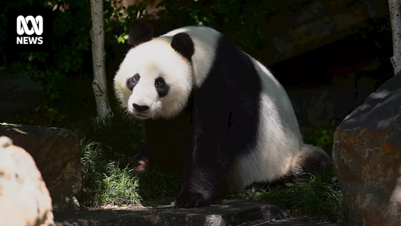 Adelaide Zoo offered new pair of giant pandas, Wang Wang and Fu Ni to return to China