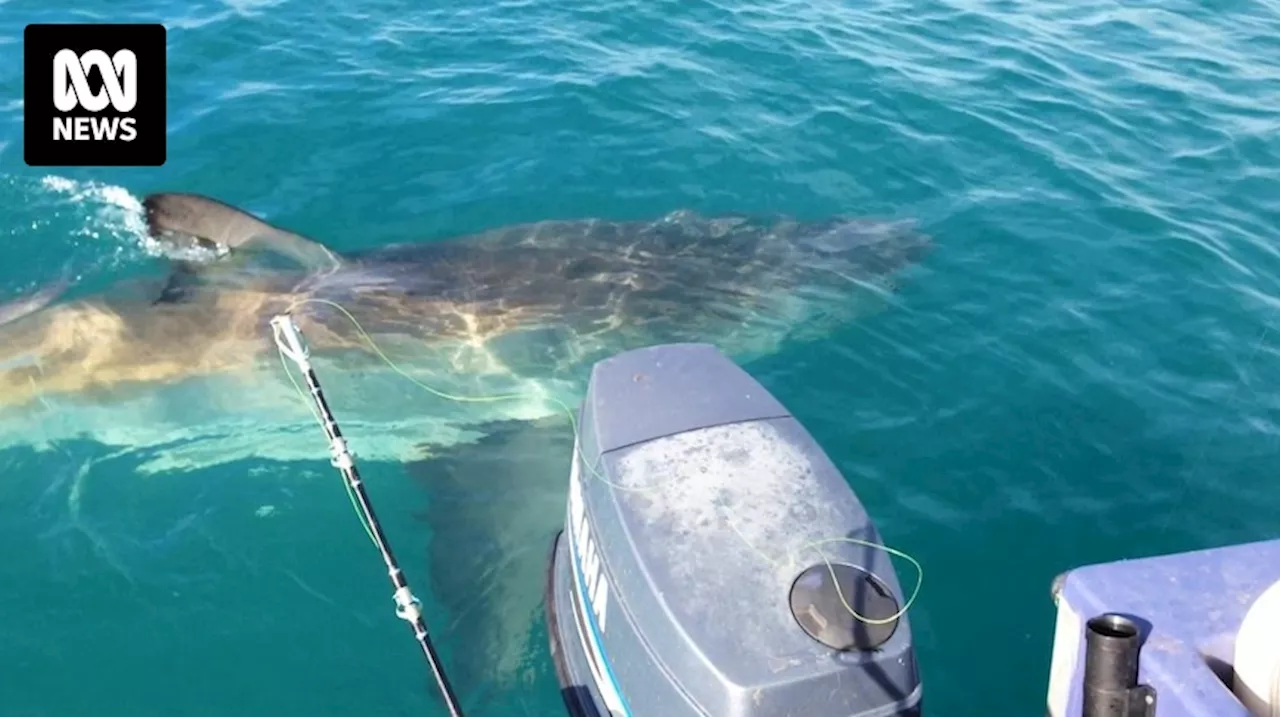 Sharks biting fishers' catch off lines highlights concern about increased interaction