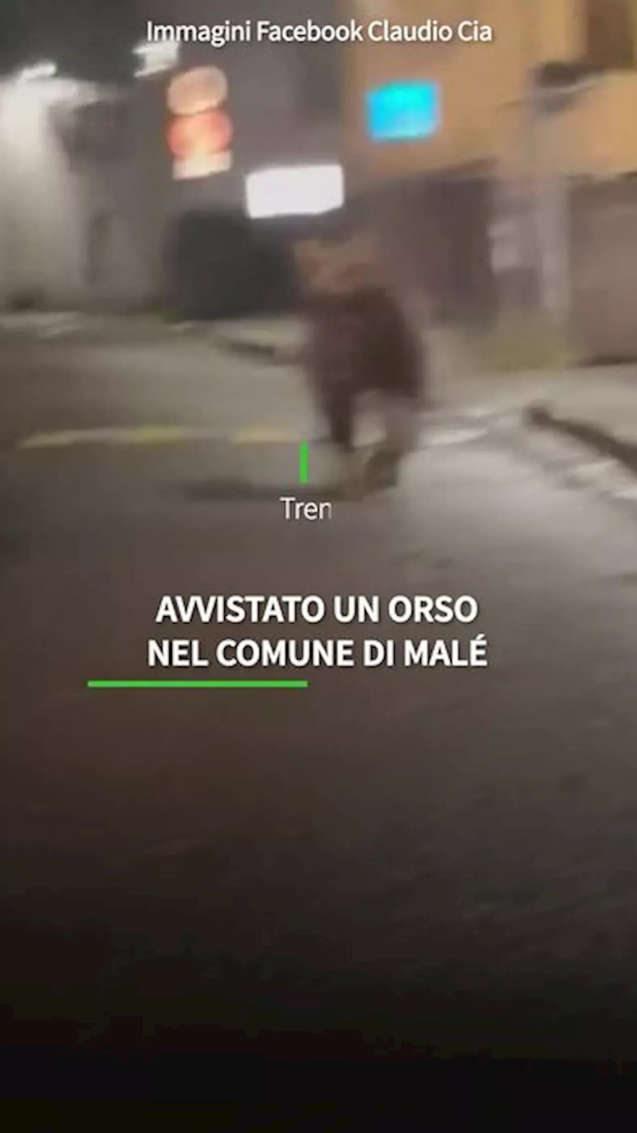 Avvistato un orso nel Comune di Male' (Trento)