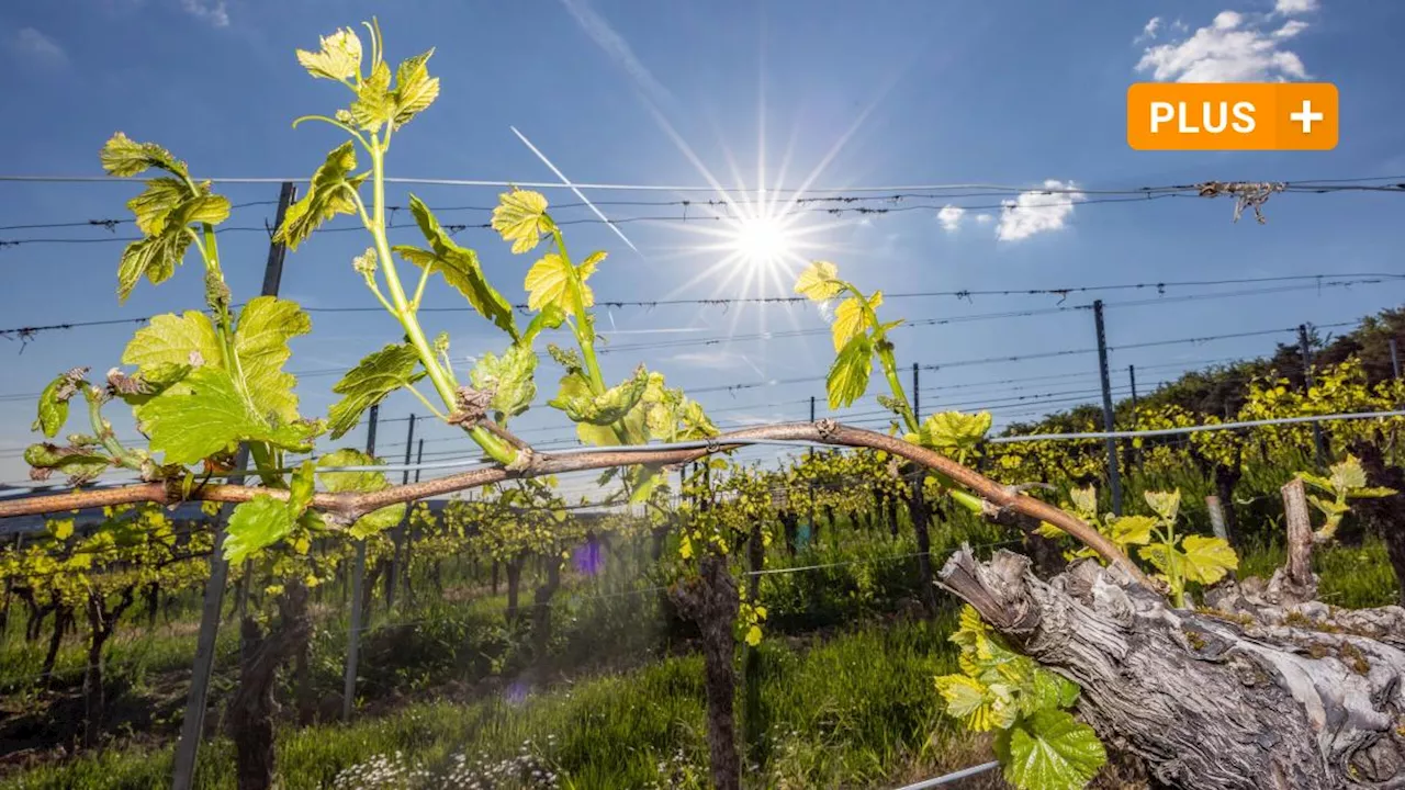 Der Sommer kommt nach Unterfranken: Ab Dienstag wird es heiß