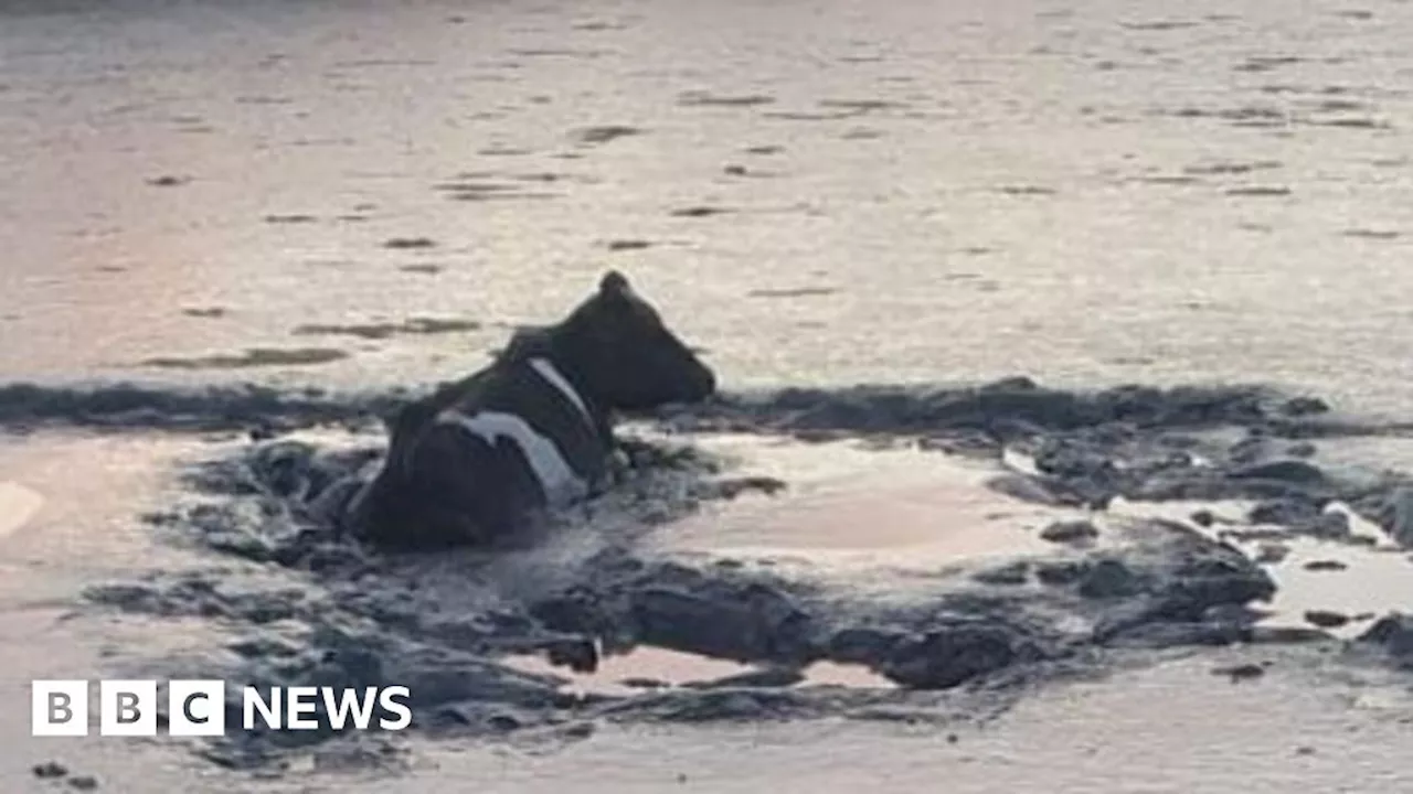 Kircubbin cow rescued from marsh