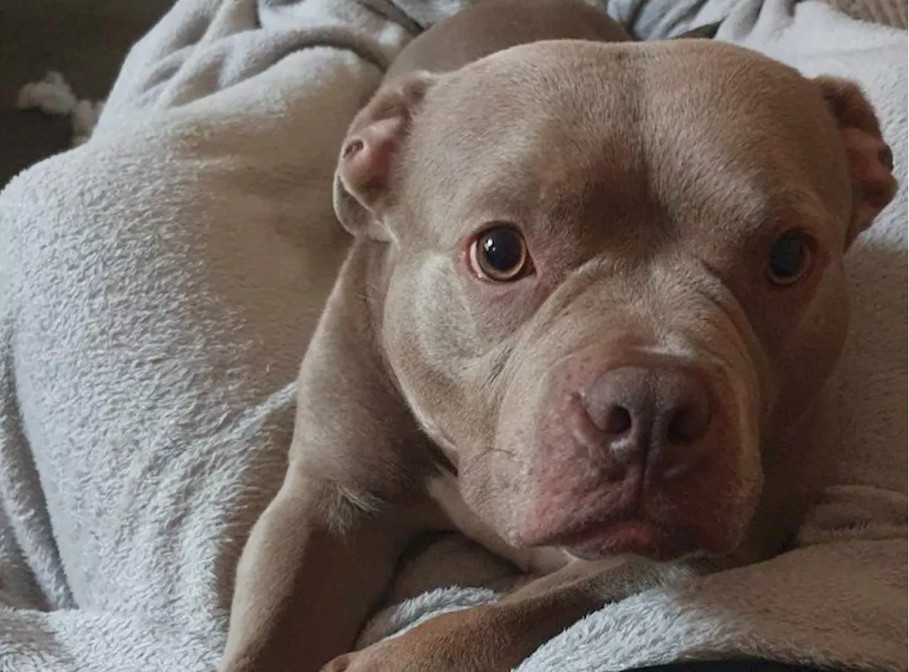 ‘Sweetheart’ pocket bully Moon who has been waiting a year for a new home