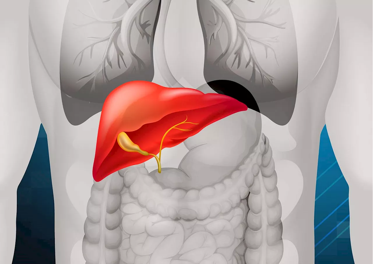 Don’t ignore the liver in order to live a balanced, fulfilling life