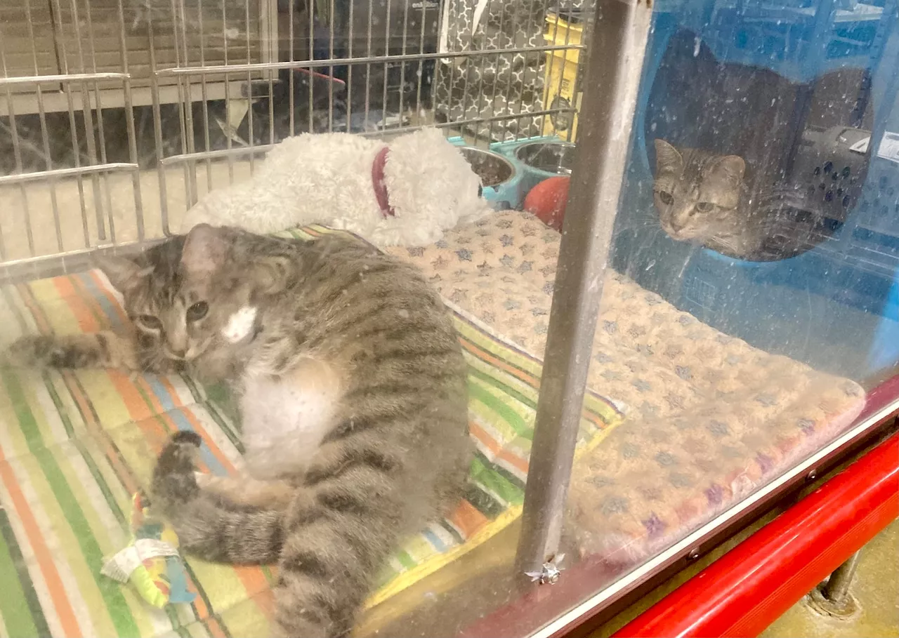 See our final group of contestants in our search for the Cutest Adopted cat in Northeast Ohio -- Parfait to Z