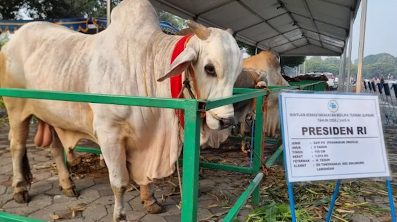 Sapi Kurban Jokowi di Surabaya Dikasih Nama Mbrebes Mili, Ini Artinya