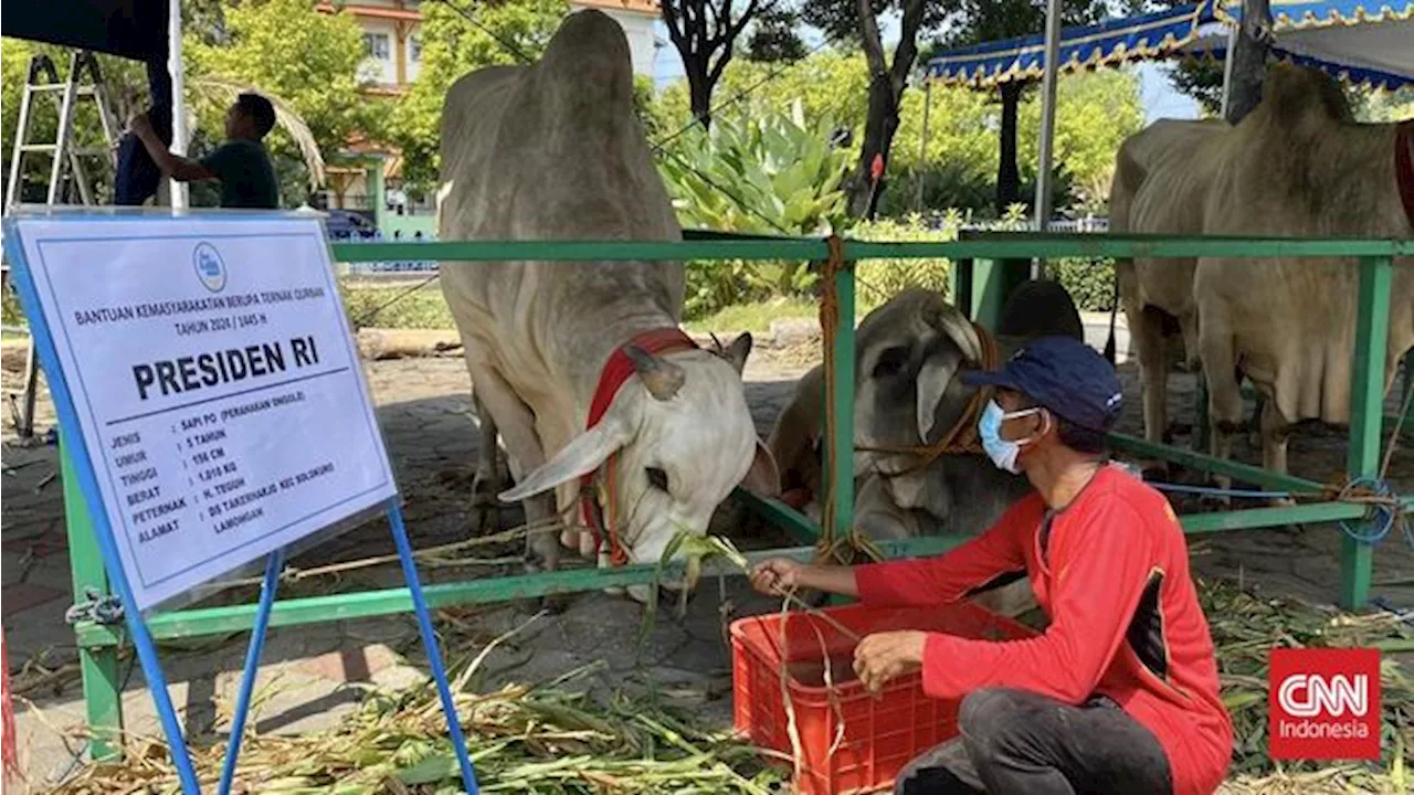 Sapi Kurban Jokowi di Masjid Surabaya Diberi Nama 'Mbrebes Mili'