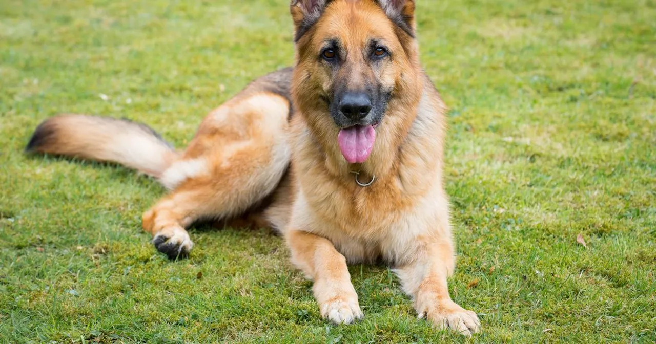 Edinburgh Council poo poo £100k dog fouling scheme - after city named UK's worst