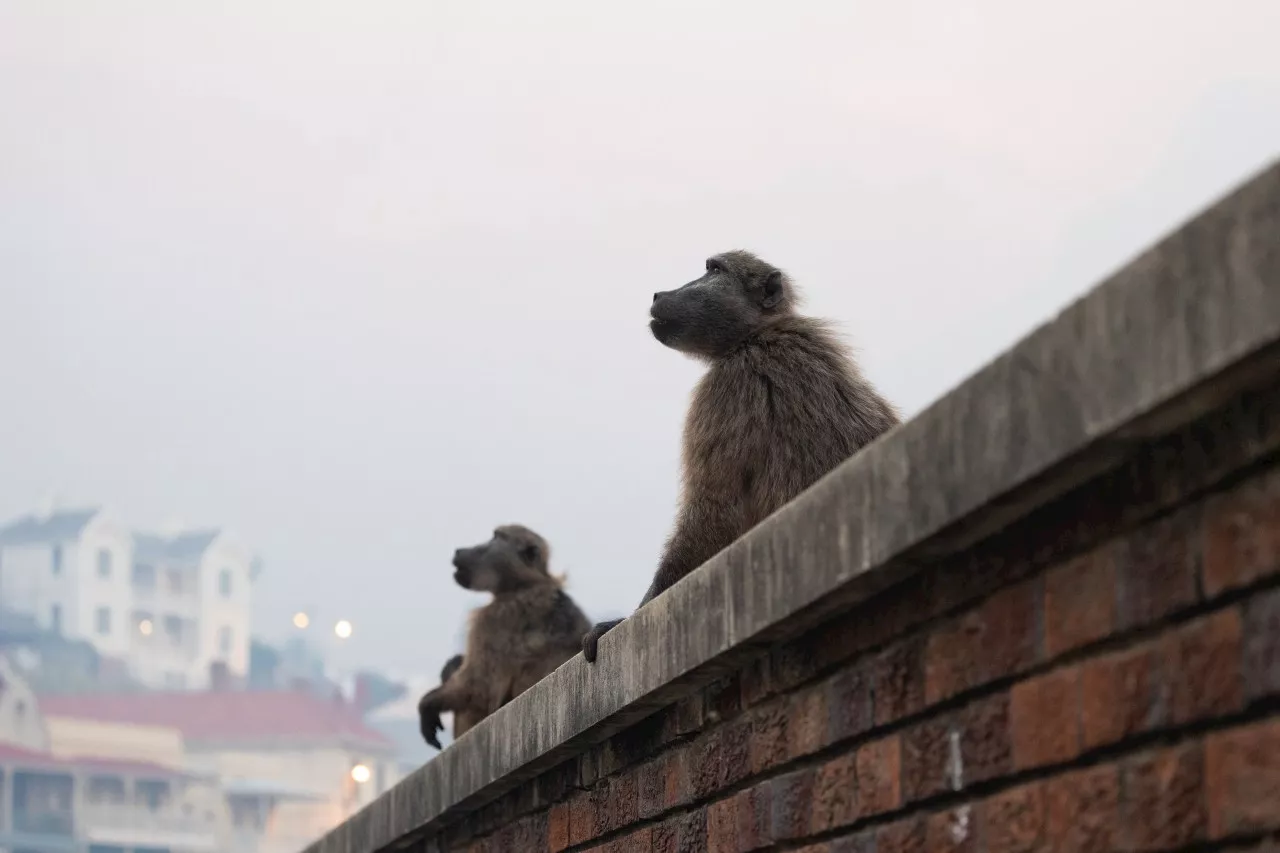 Wild baboons on the South Peninsula — how not to manage urban wildlife conflicts