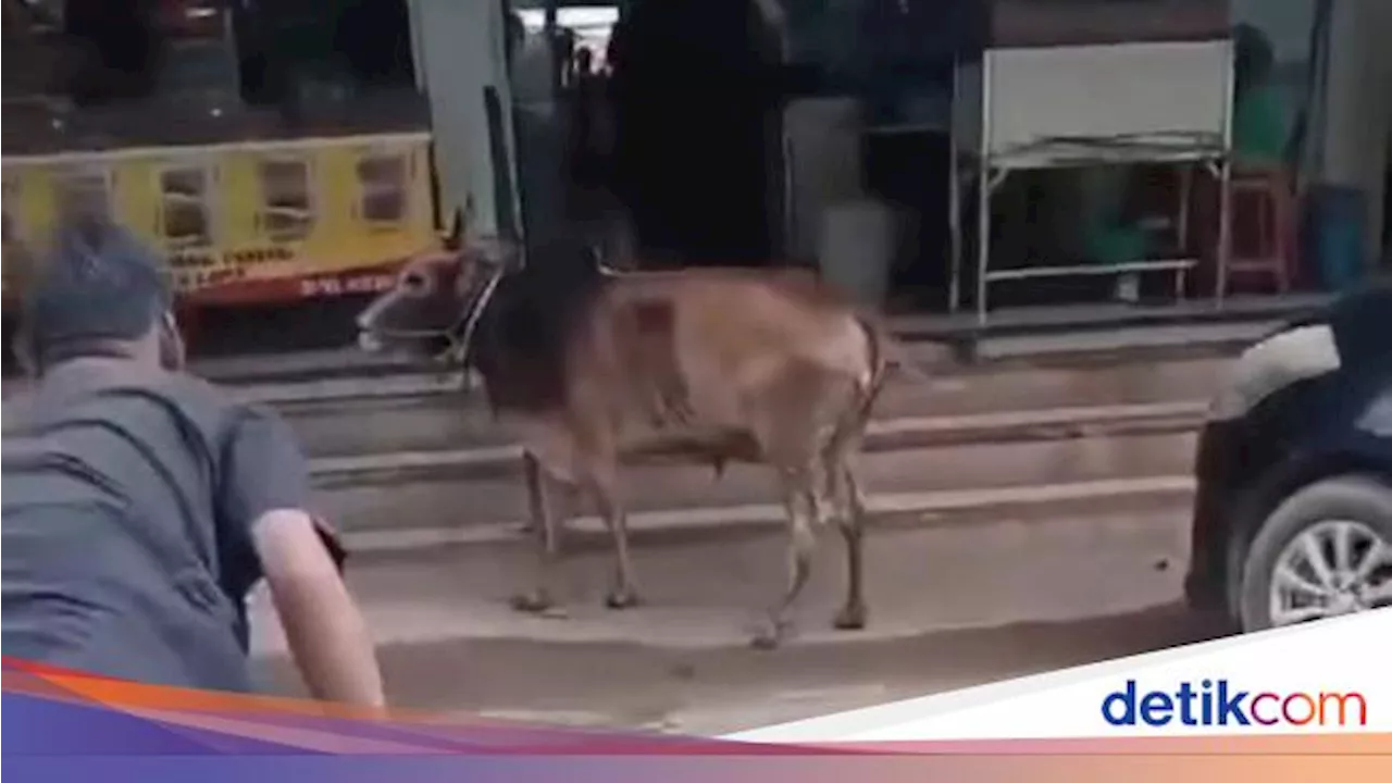 Sapi Kurban di Batam Kabur ke Warung Kopi, 3 Orang Diseruduk