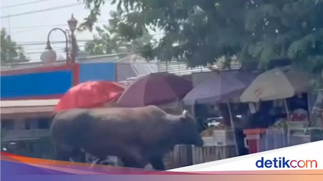 Sapi Kurban Lepas di Jalan Palembang, Pengendara Kocar-kacir