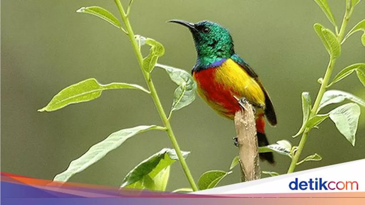 Studi Temukan Cara Tingkatkan Kesehatan Mental Mahasiswa: Mengamati Burung!