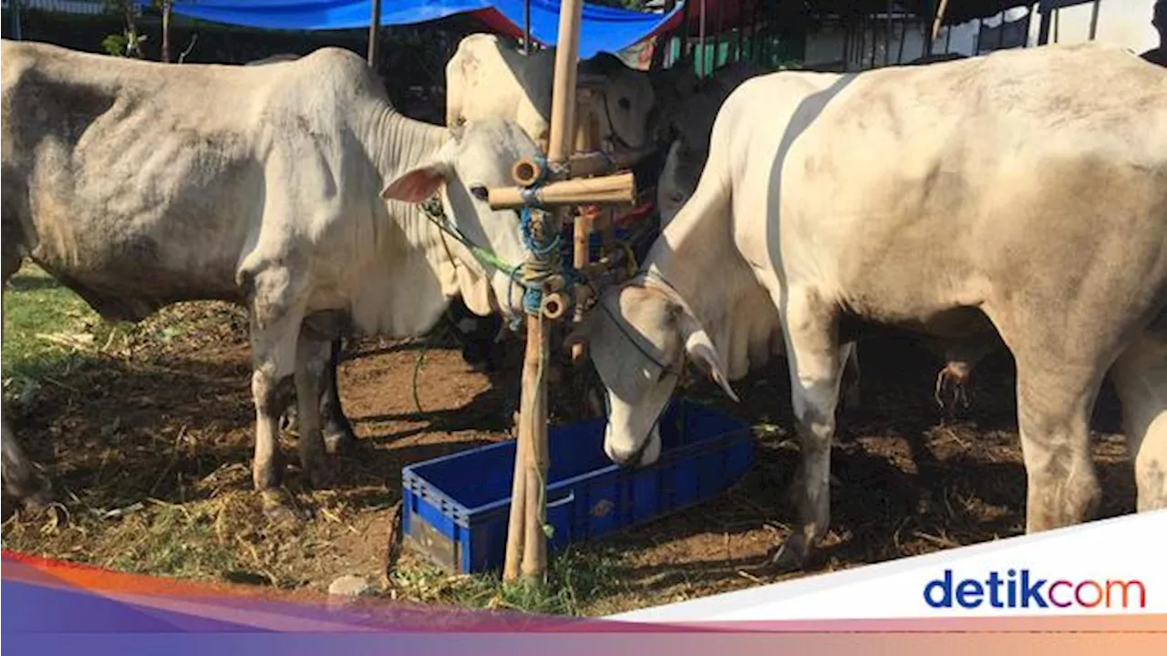 Tata Cara Menyembelih Hewan Qurban, Doa, serta Rukunnya