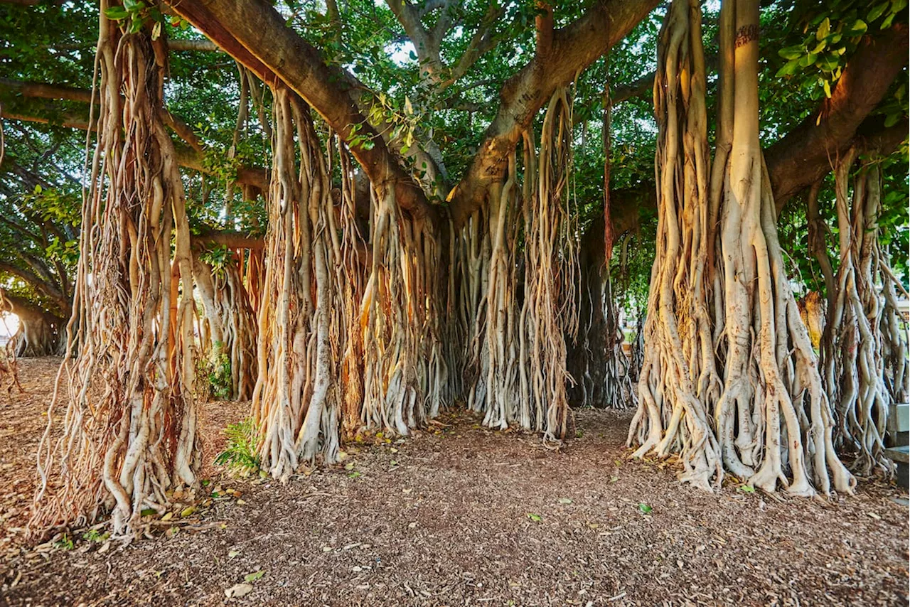 Las raíces de las plantas, esas grandes olvidadas