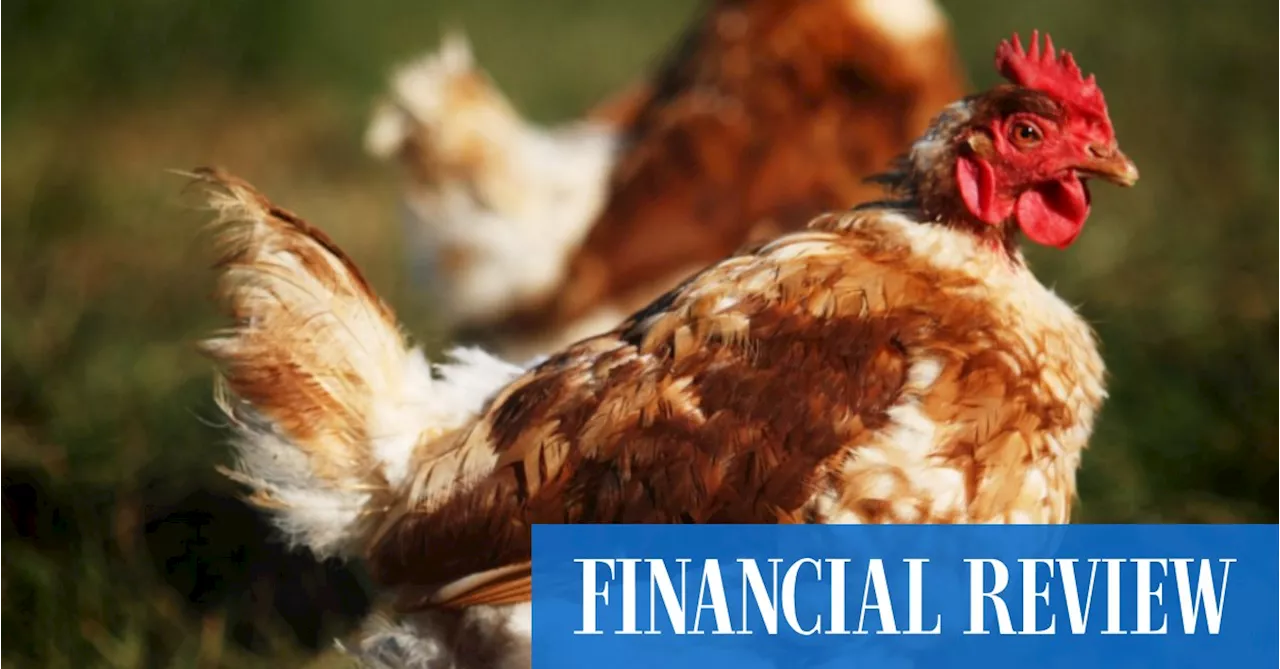 Aware Super, Roc calls in bankers at $1b chicken farmer ProTen