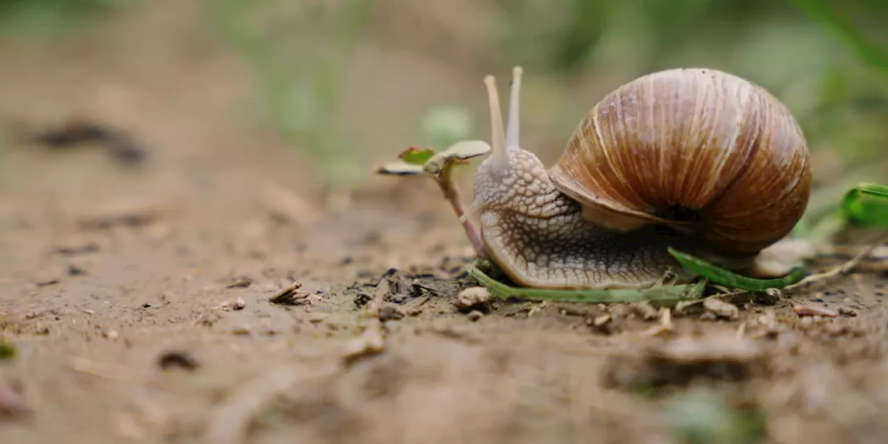 Schnecken im Garten: Mit diesen Hausmitteln bekämpfen Sie die Schädlinge