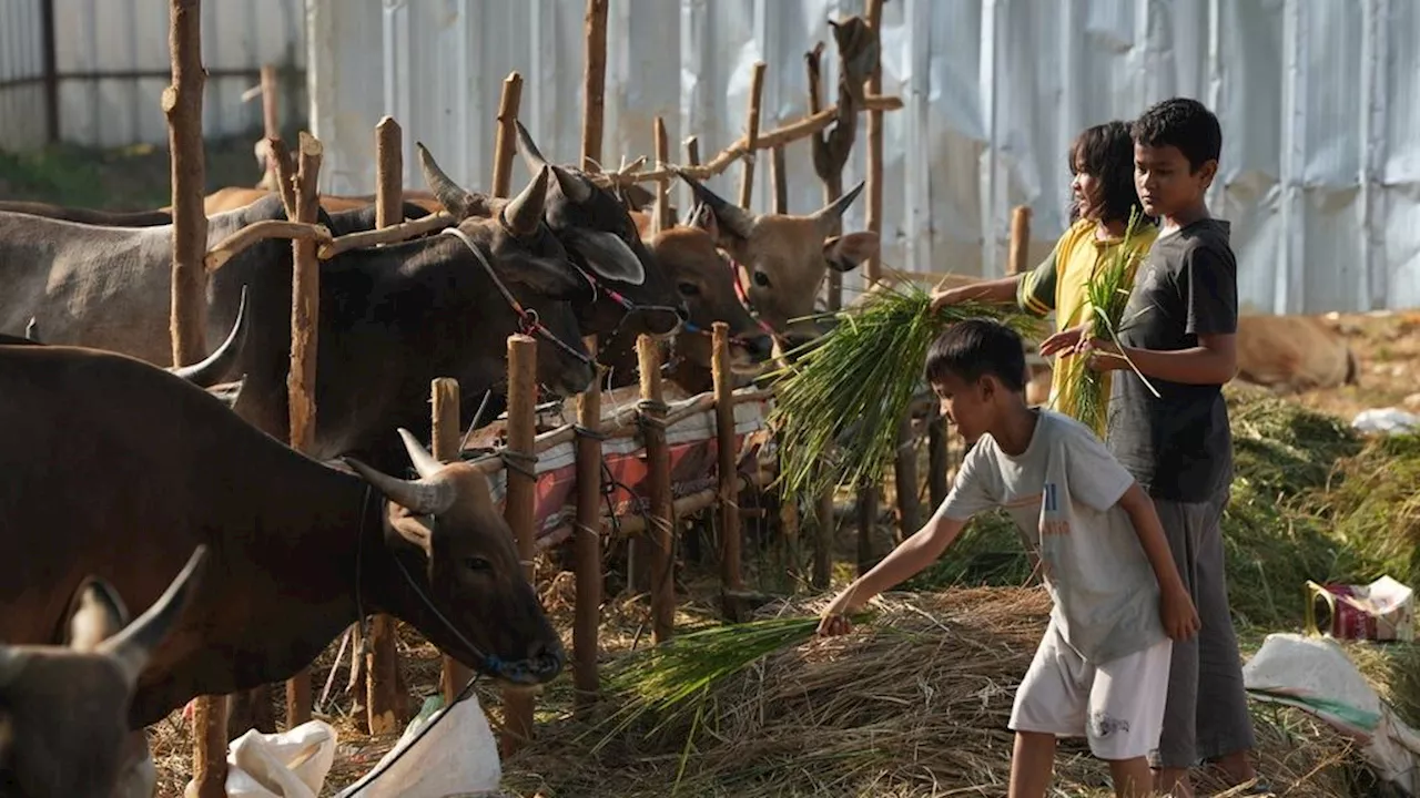 78.674 Hewan Kurban Dipastikan Aman untuk Idul Adha