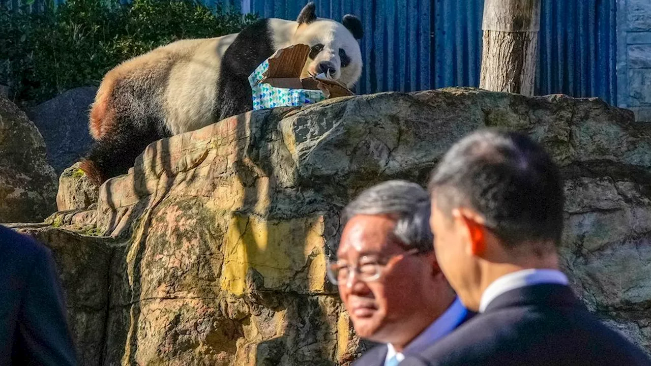 Panda Diplomacy and the Rapprochement of China-Australia Relations