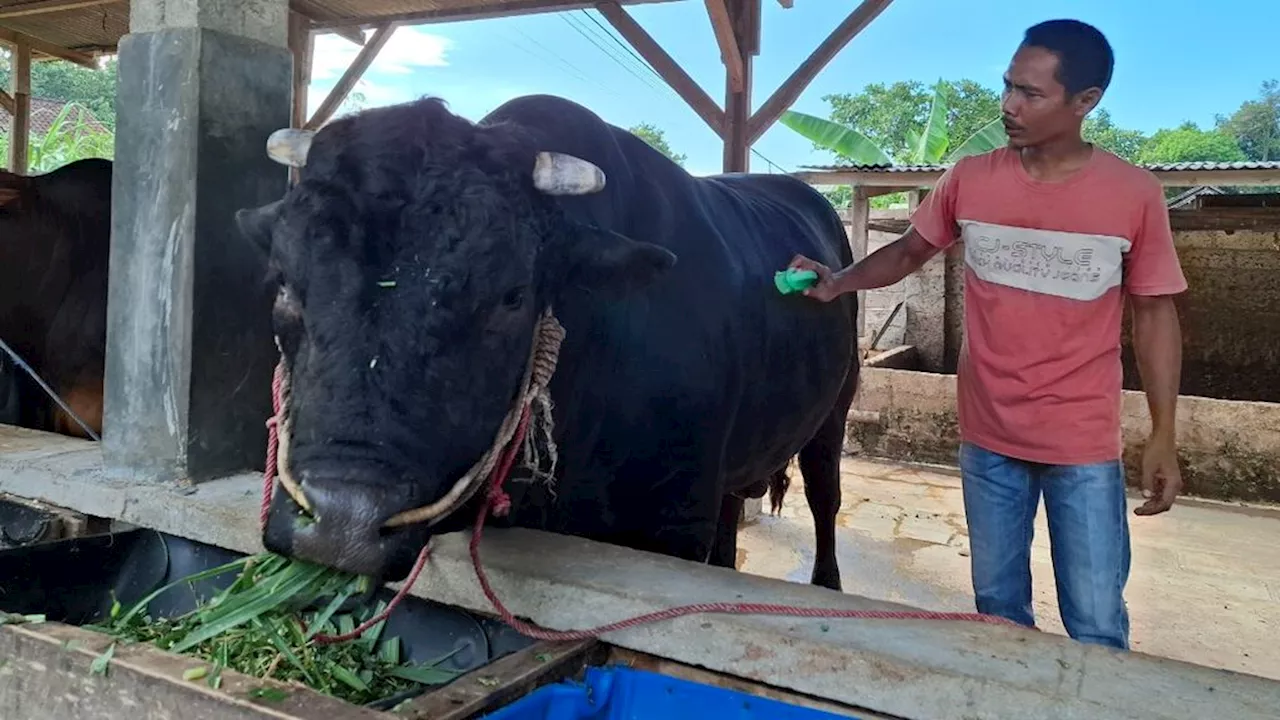 Si Bonbon, a Brangus Cow from Lampung that President Joko Widodo bought for sacrifice