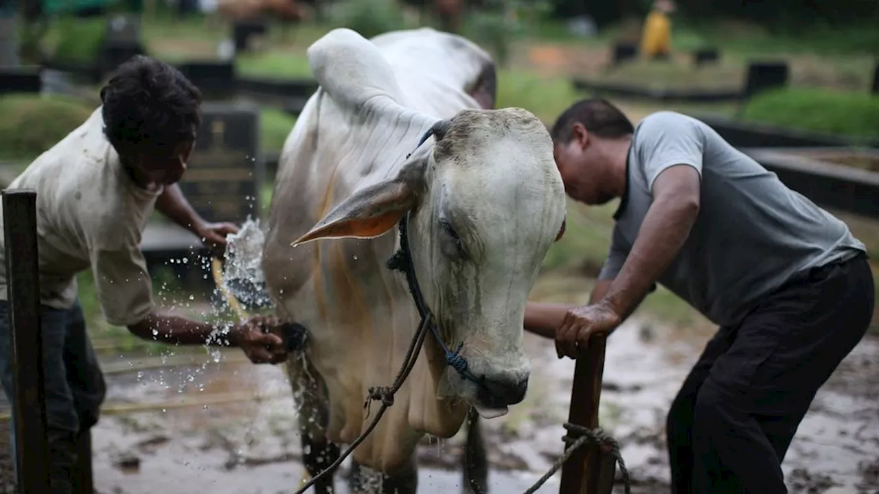 Warga Diimbau Pakai Wadah Ramah Lingkungan untuk Membagikan Daging Kurban