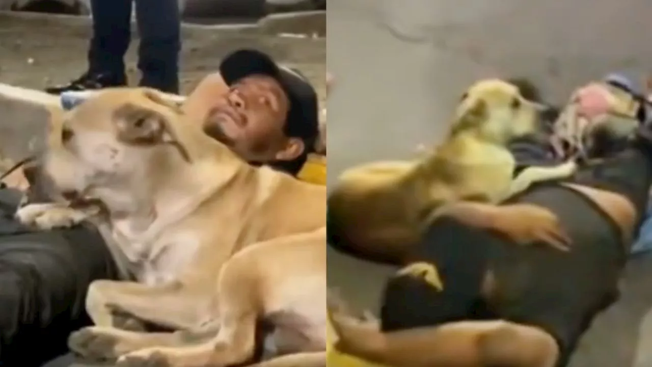 Perrito enternece las redes al no abandonar a su dueño que fue atropellado en la terminal la TAPO