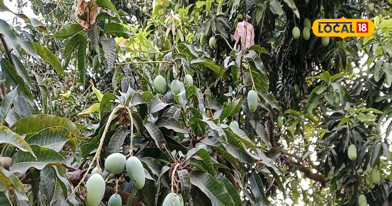 पेड़ है या दवा का भंडार...किड़नी-हार्ट की समस्या में कारगर, लूज मोशन में ऐसे करें सेवन