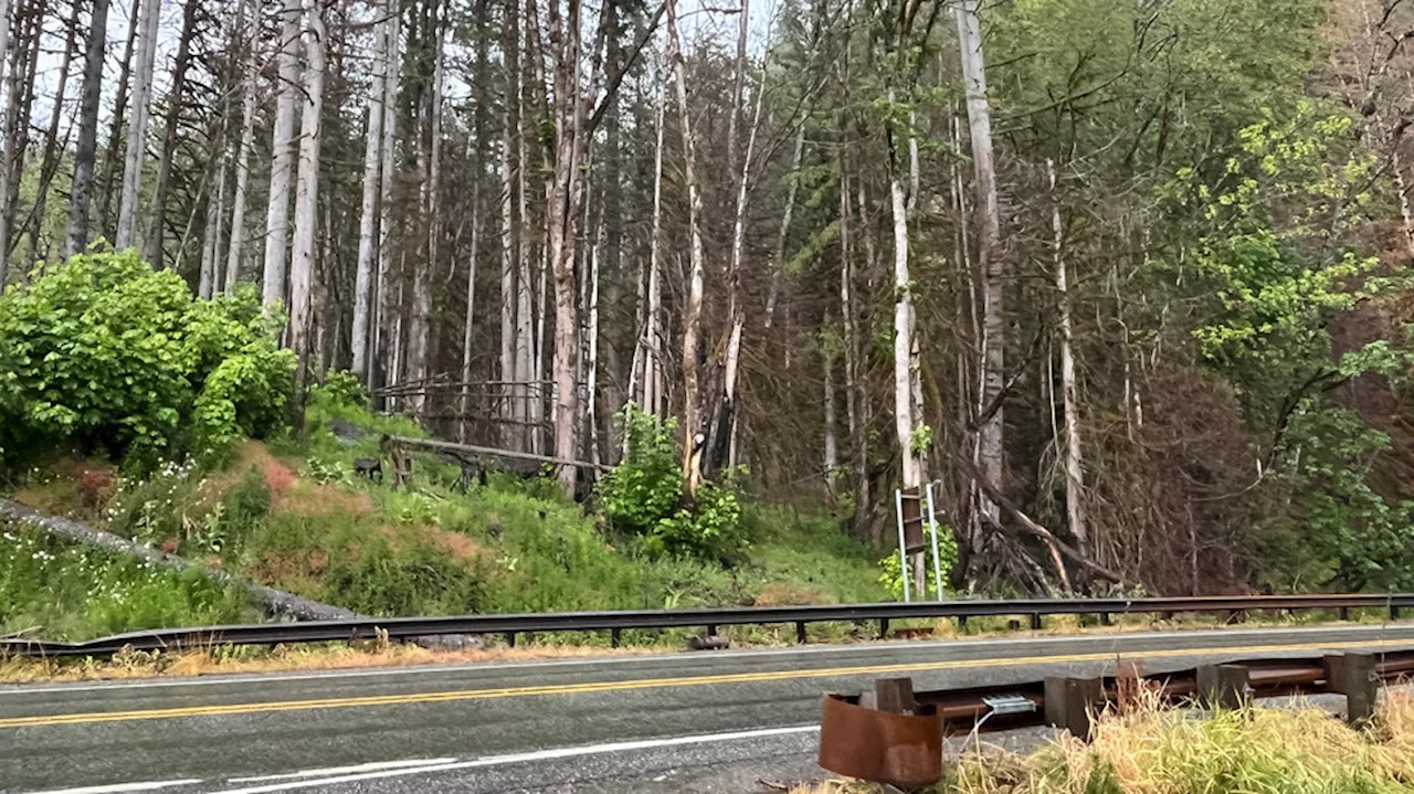 Rain subsides at Bolt Creek burn scar as locals brace for unusual June storm