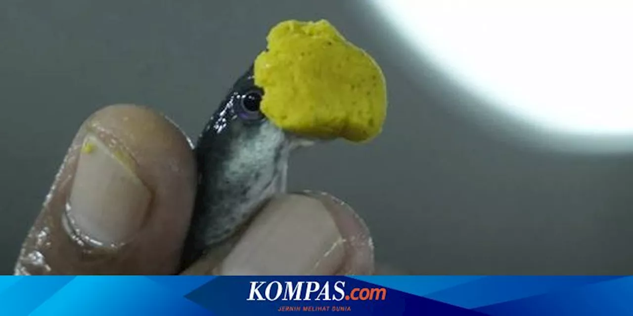 Tradisi Menelan Ikan Hidup di India Diklaim Bisa Sembuhkan Asma