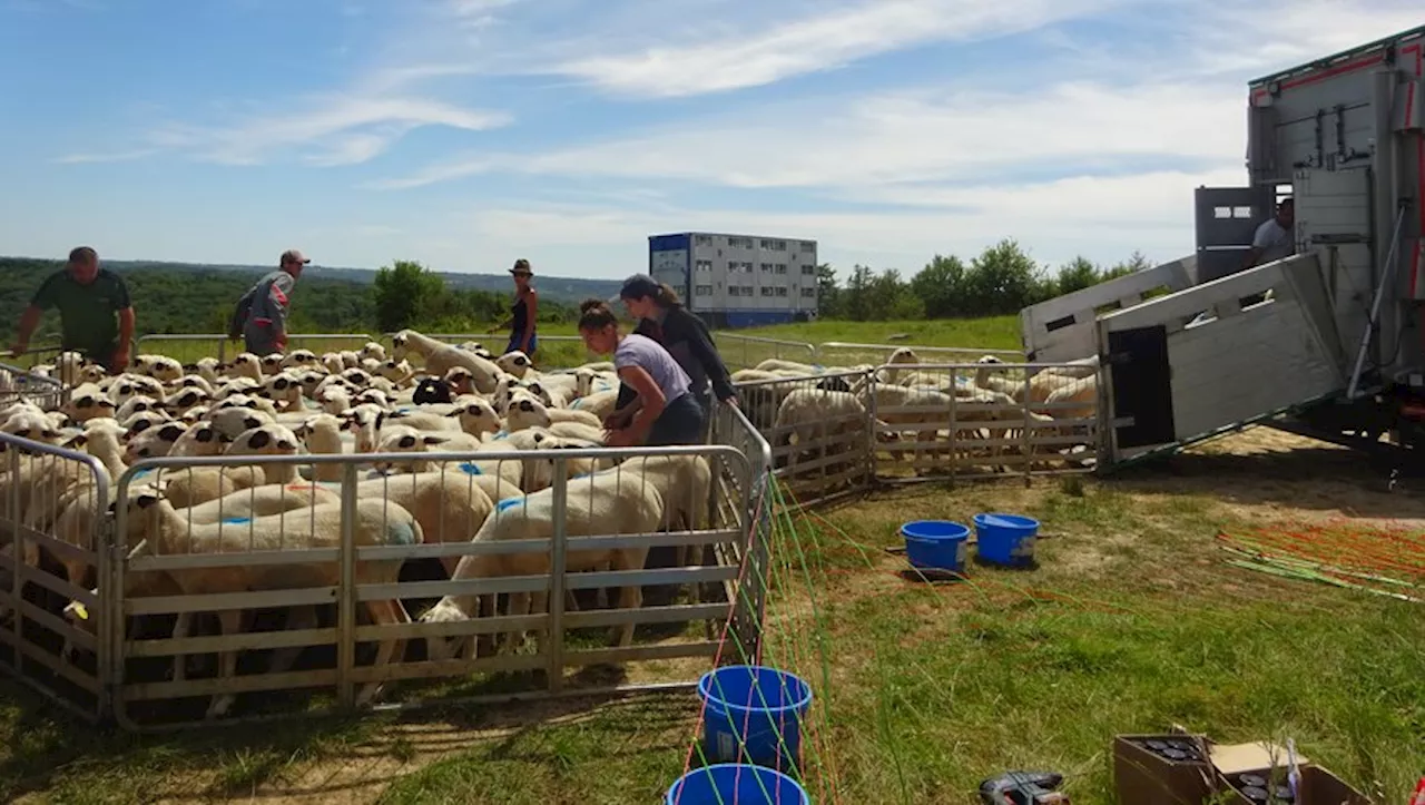 Fin de saison pastorale sur le mont Saint-Cyr à Cahors