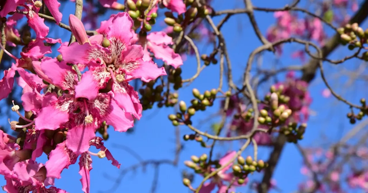 Jacarandas Are Beautiful, But They're Not LA's Only Trees. Here's Other Blooms You Can See This Summer