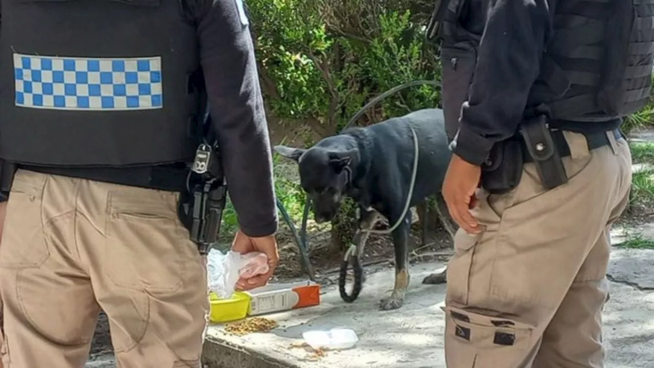 Mujer abandona a perrita en Metro Tlatelolco; ellas serán su nueva familia