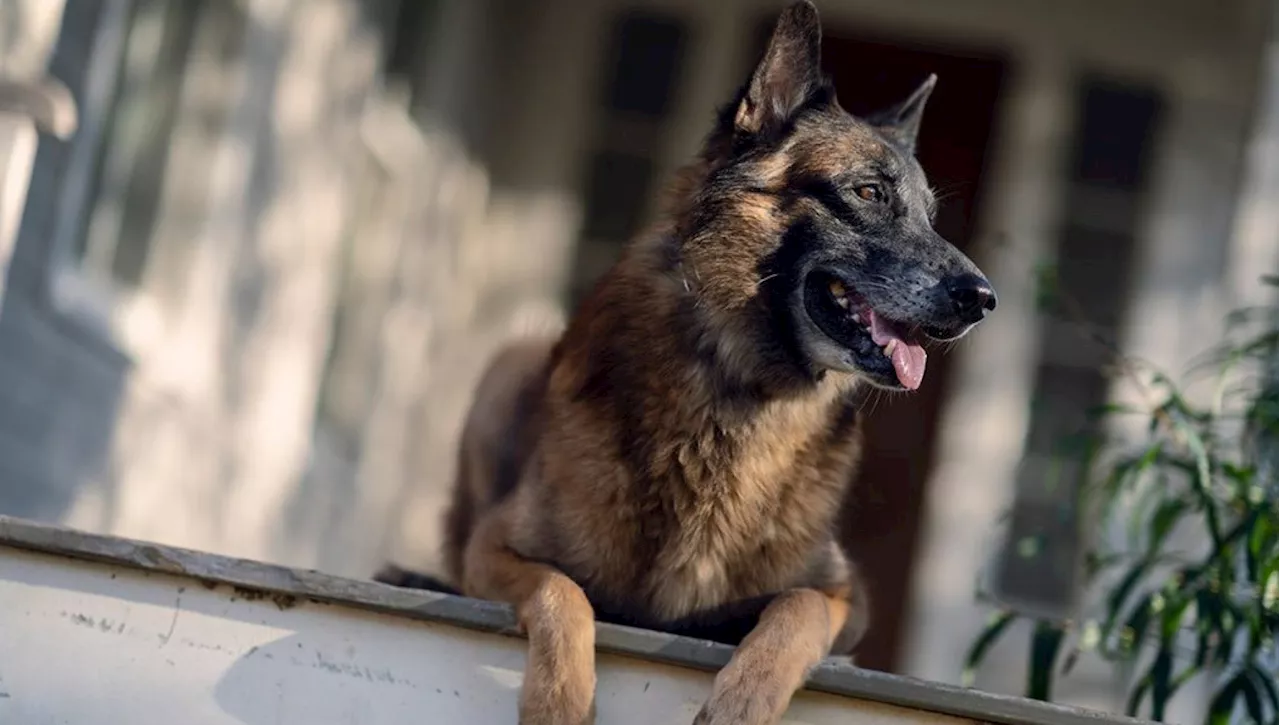 È morto Dog, il cane della serie tv 'The Walking Dead', l'attore Reedus: 'Mi mancherai'