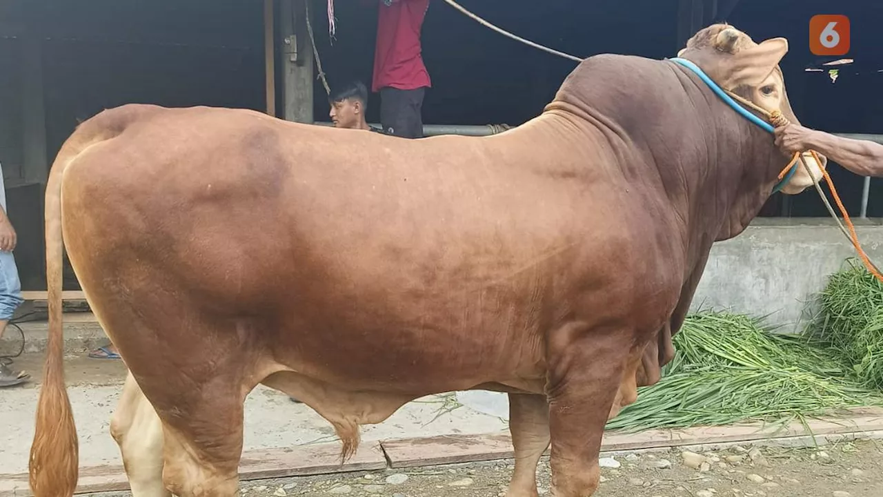 Sapi Limosin Asal Parigi Moutong jadi Hewan Kurban Jokowi di Kota Palu