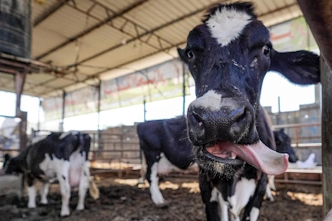 Officer removed from duty after ramming runaway cow, says UK police