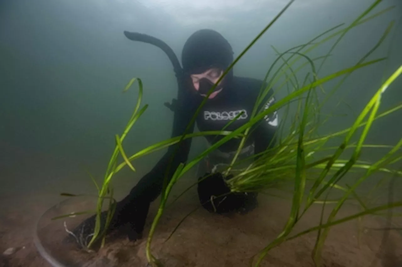 Underwater gardeners plant eelgrass to save ‘dead’ Danish fjord