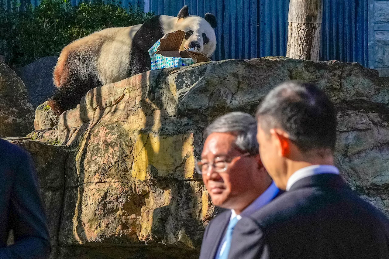 Chinese premier promises more pandas and urges Australia to put aside differences
