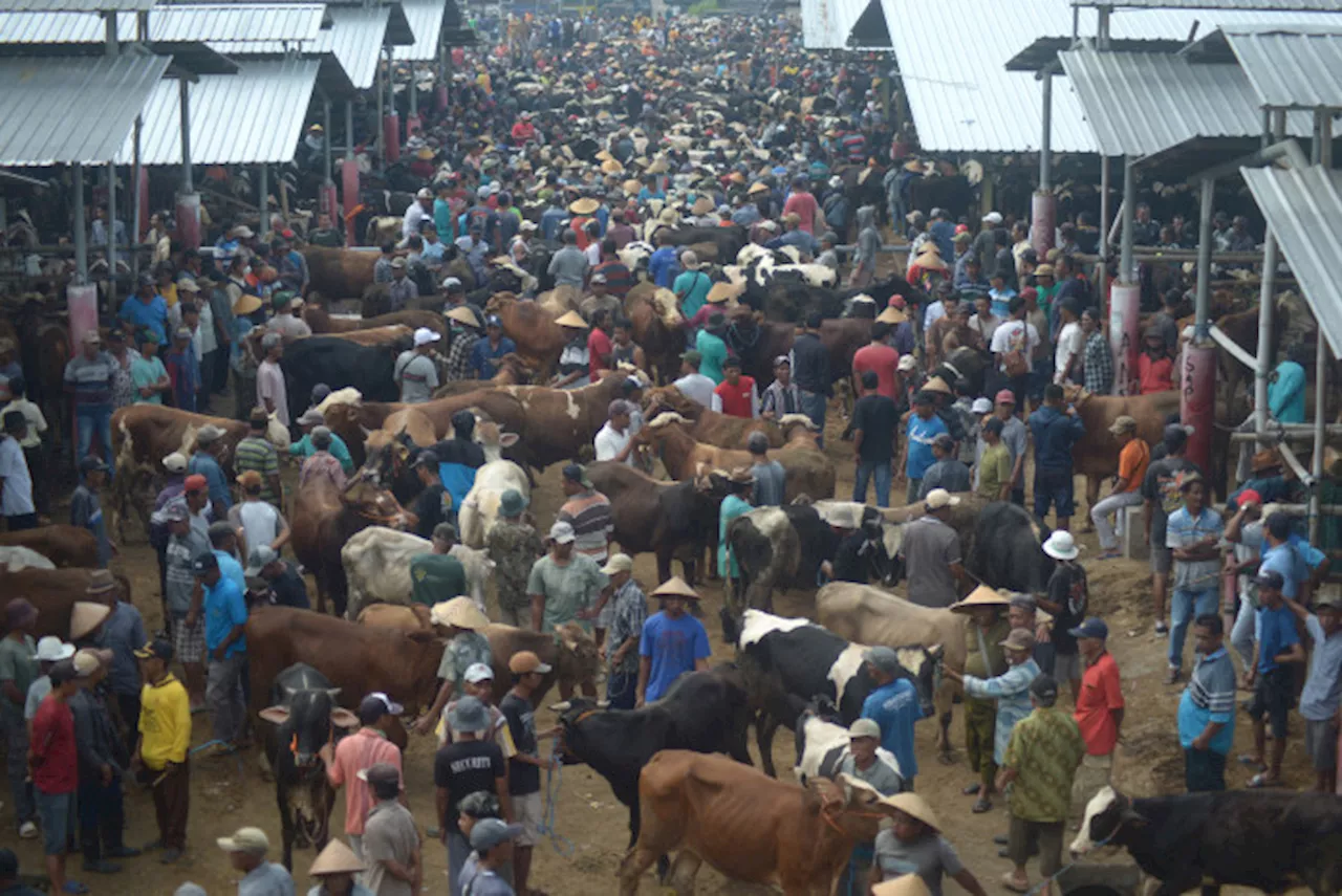 Pupuk Kujang Cikampek Salurkan Hewan Kurban ke Karawang dan Purwakarta