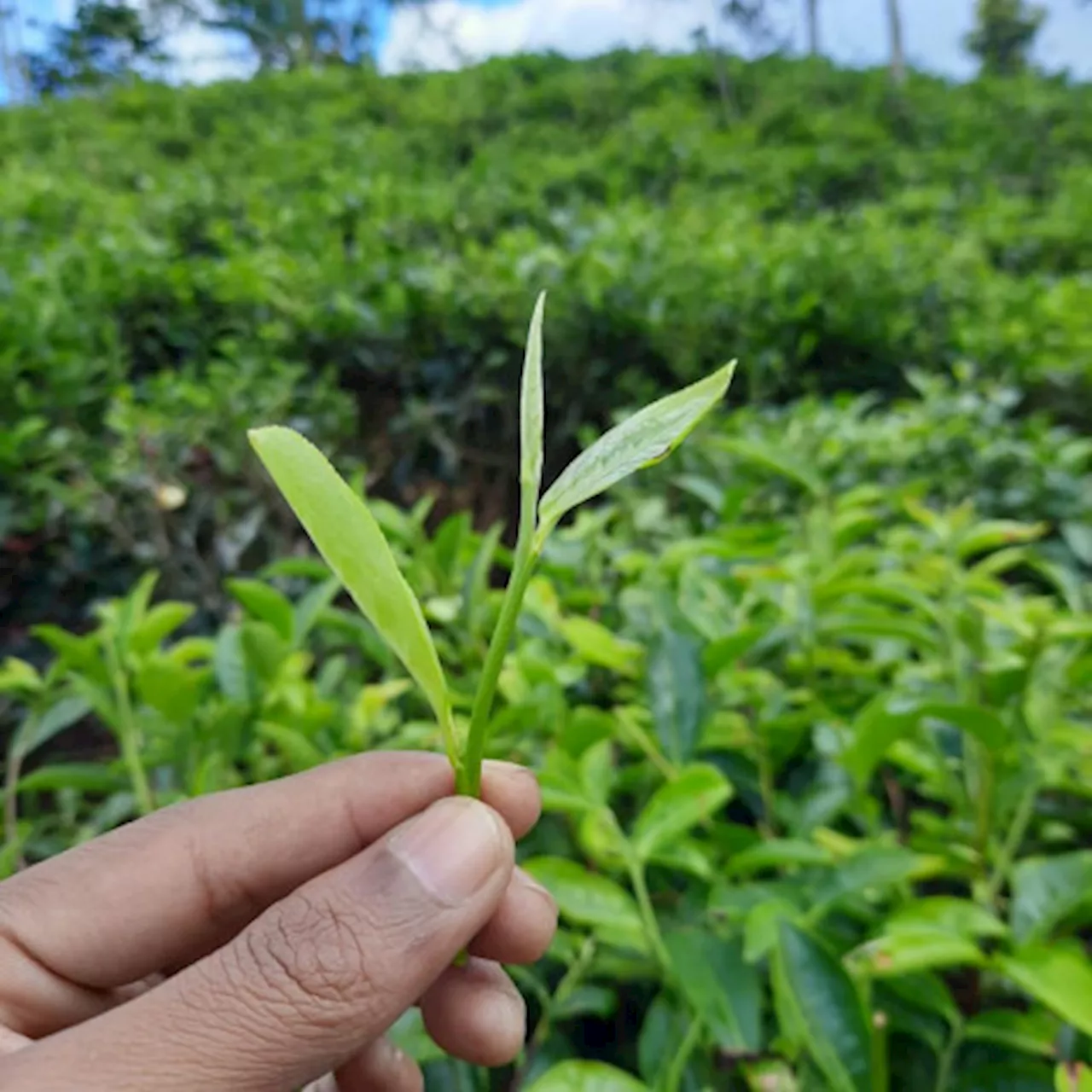 Yuk, Berkunjung ke Kebun Teh Taraju Tasikmalaya