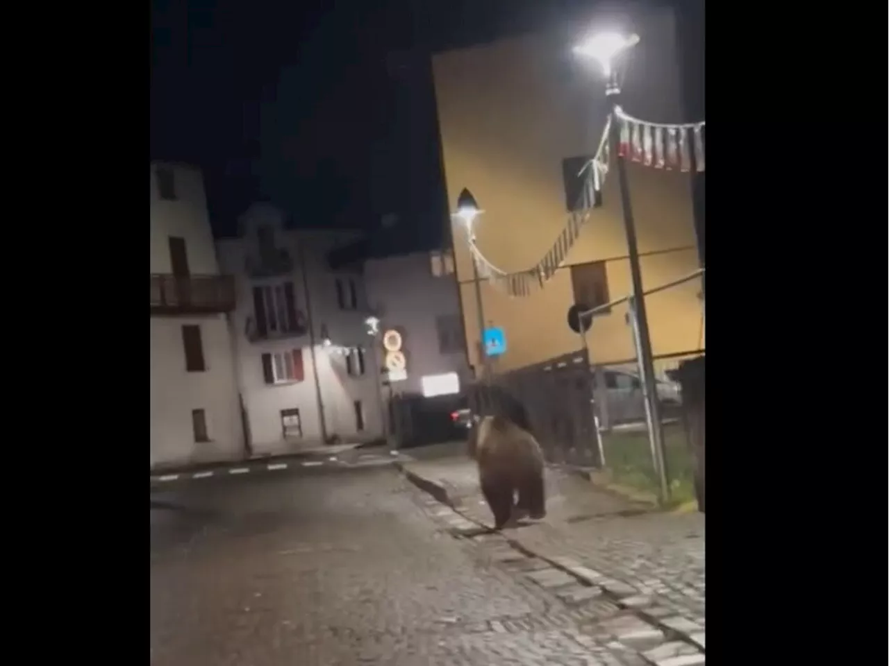 Trentino, orso nel centro in festa di Malé: 'E' un pericolo'