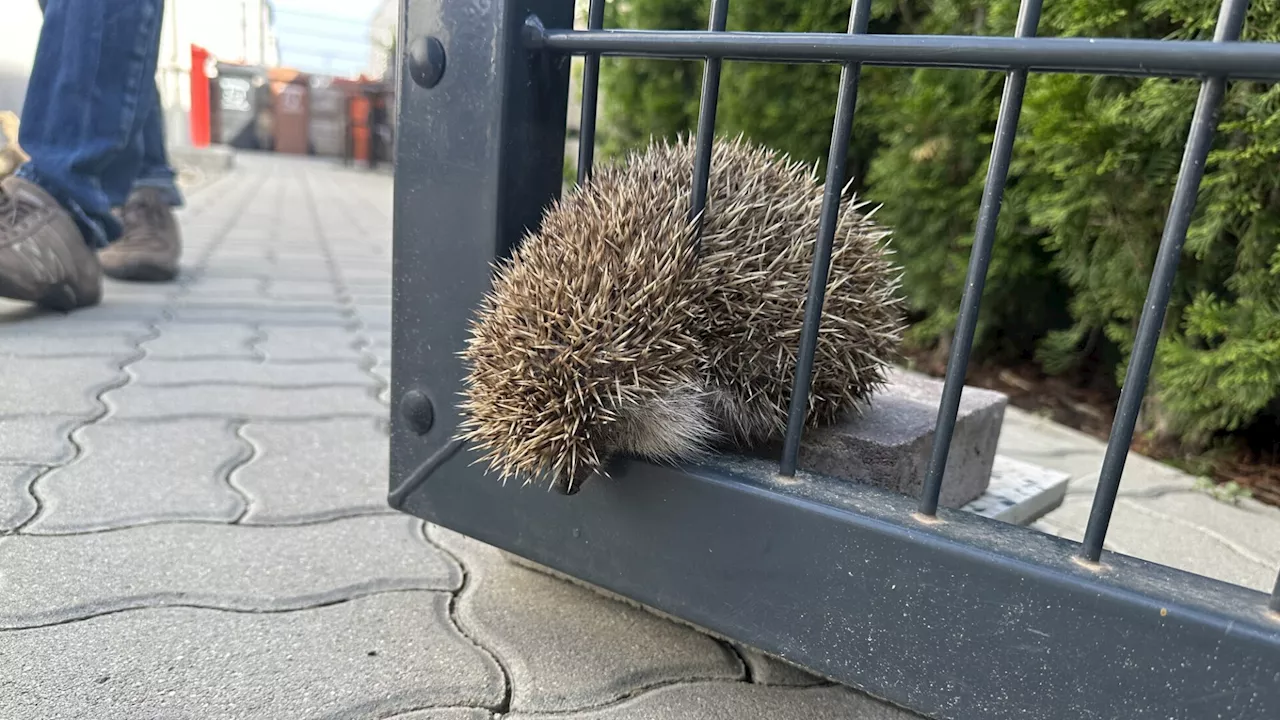 Schwechater Feuerwehr befreite Igel aus Gartenzaun