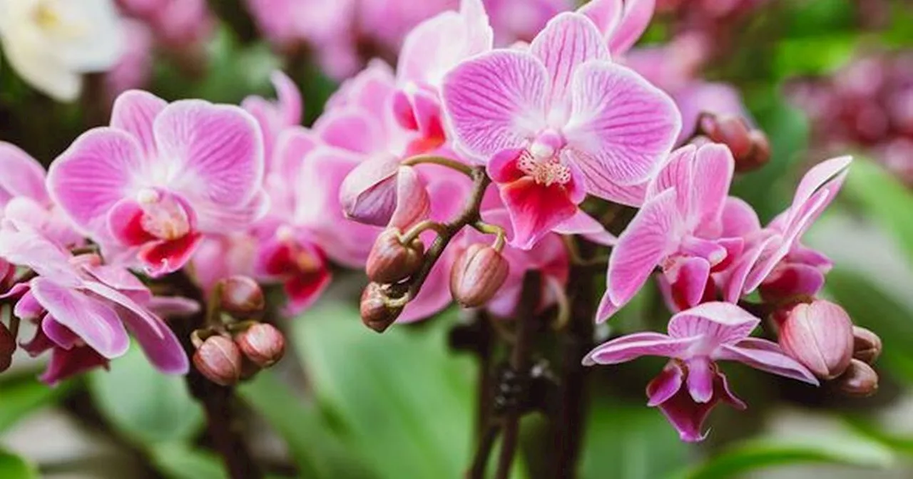 Alan Titchmarsh shares orchid care tips that help them flower 'beautifully'