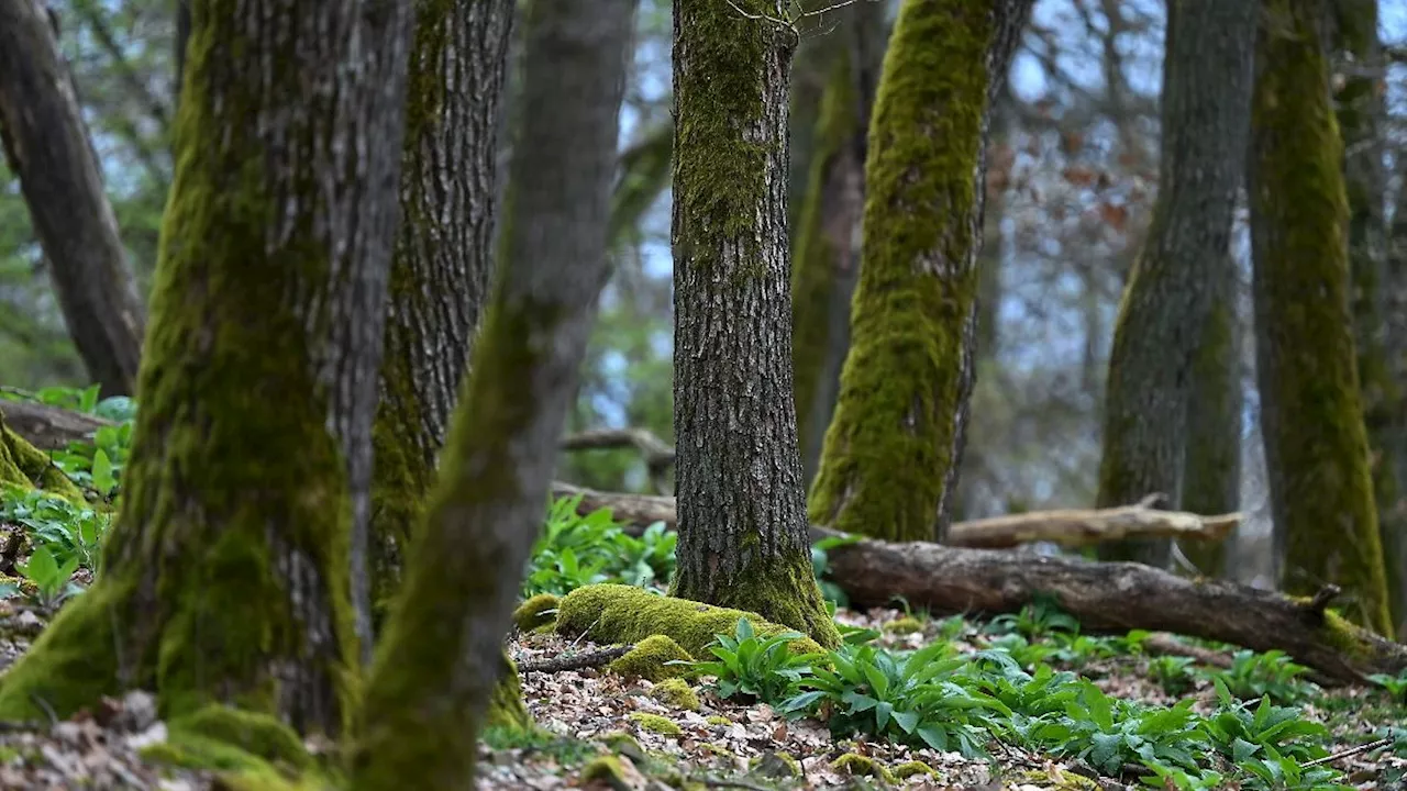 Hessen: Schwarz-Rot will zunächst Abschied vom Wald-Ökosiegel FSC