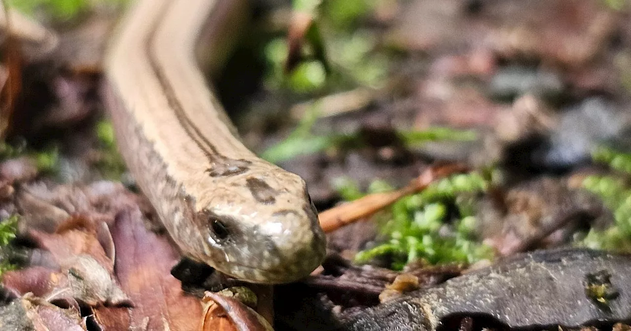 Blindschleiche in Enger gesichtet