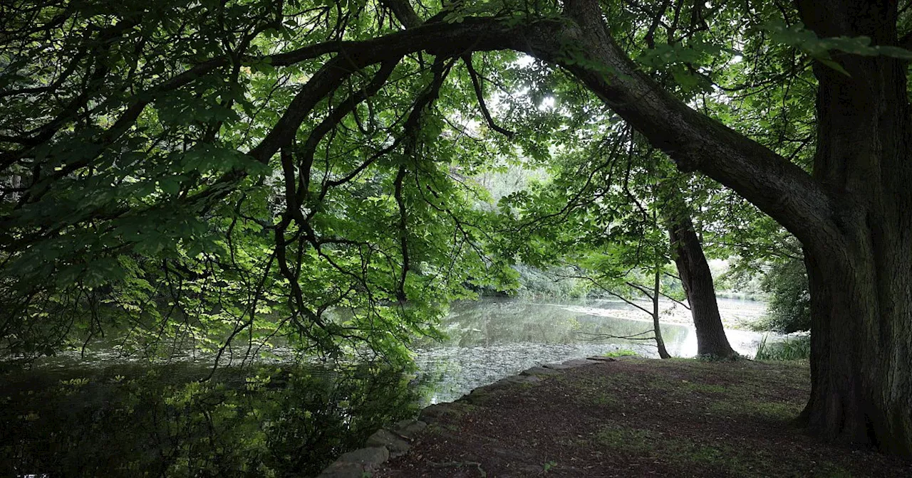 Umbaupläne für den Bad Oeynhausener Sielpark: Die Axt im Walde