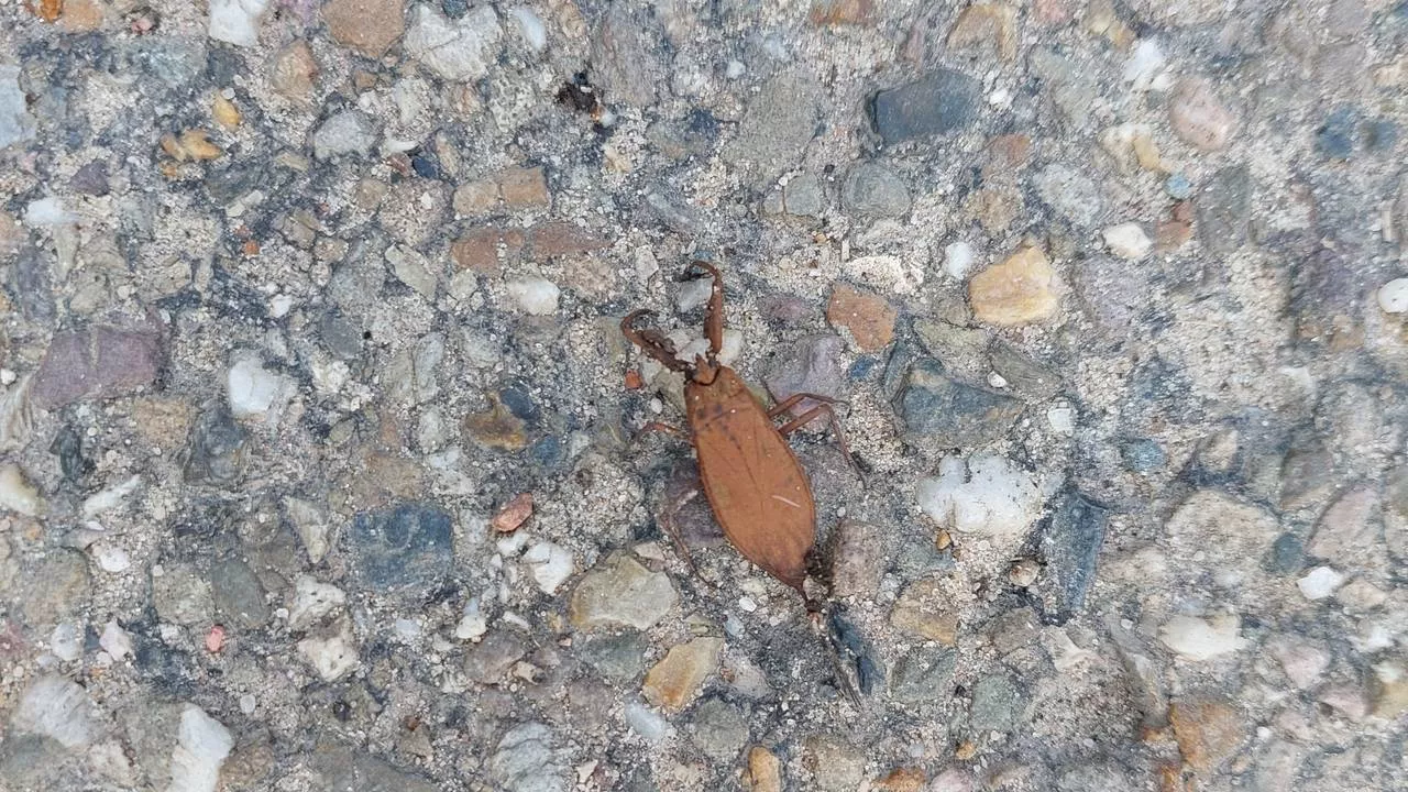 Het insect dat Jos en Annie vastlegden heeft een probleem, Frans legt uit