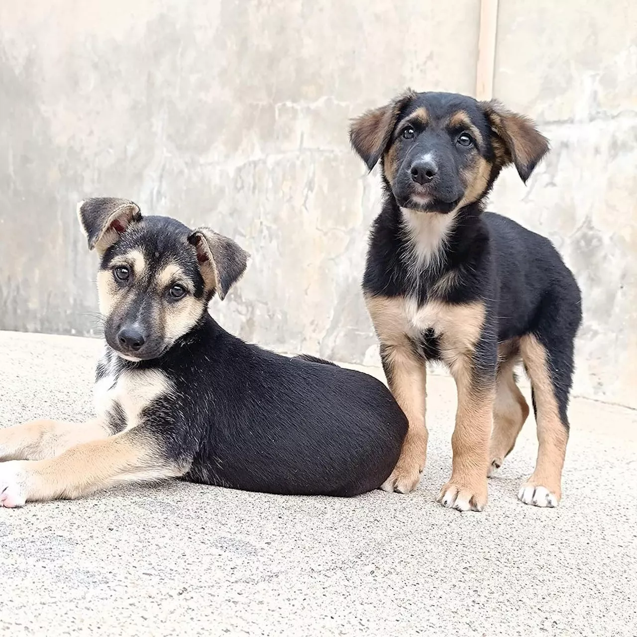 Inquérito de Estimação: associação Lousada Animal